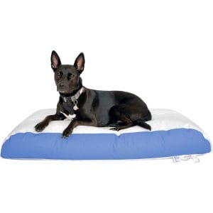 A black dog laying on a blue and white pillow.